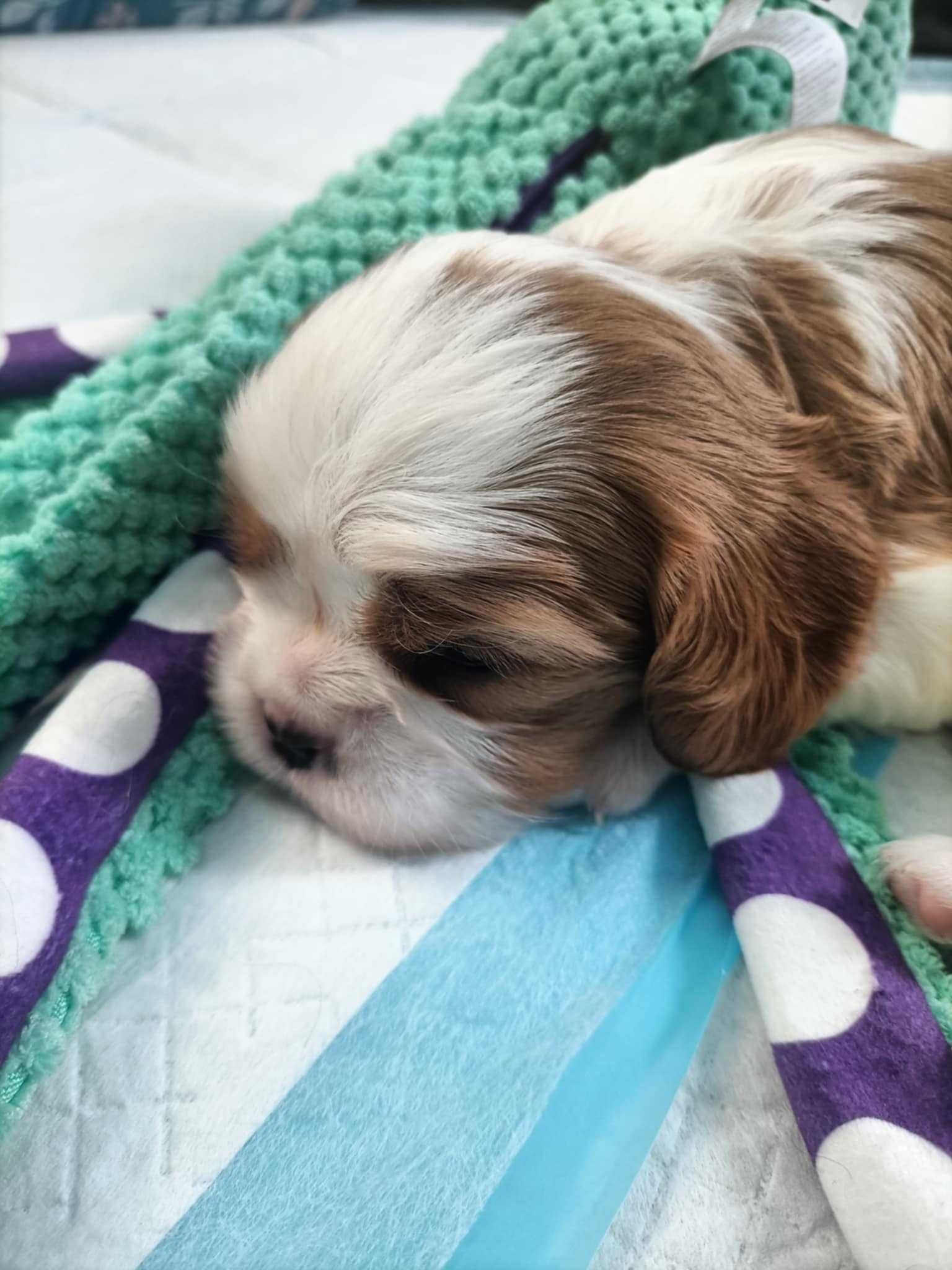 Cavalier King Charles Spaniel - ZKWP FCI