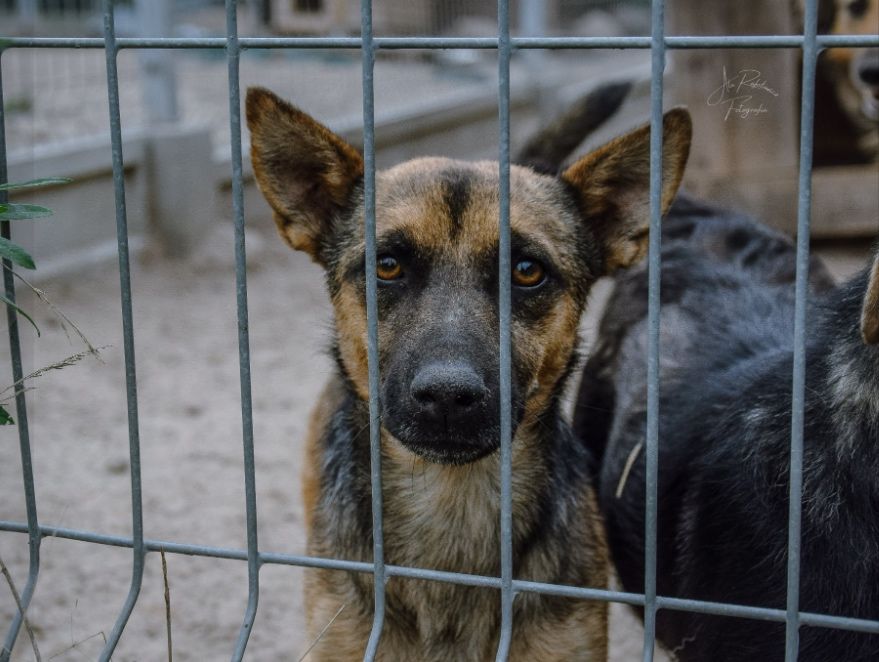 Te oczy proszą o nowy dom! Adoptuj Uszatka!