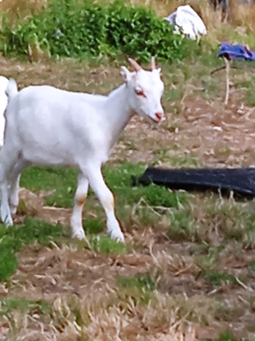 Продам козиня ламанчі