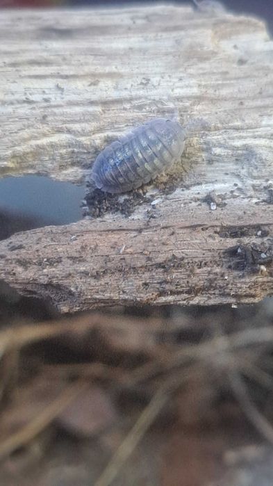 Isopody Armadilidium Granulatum