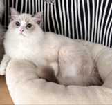 Ragdoll przytulanka Pan Chmurka