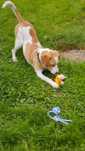 Flapi to pies piesek, beagle w typie beagle, szuka domu.