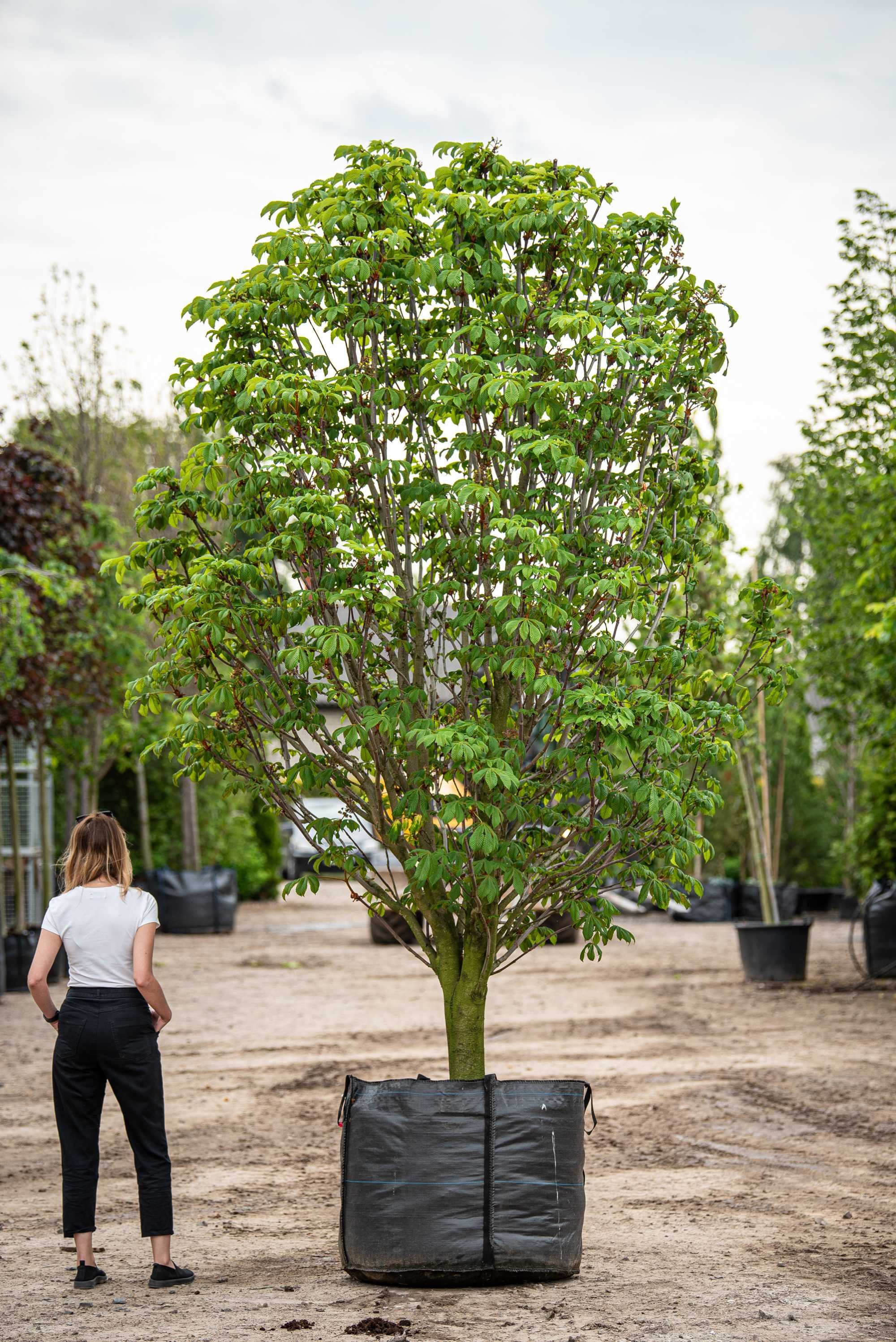 kasztanowiec biały 'Pyramidalis'/ Aesculus hippocastanum 'Pyramidalis'