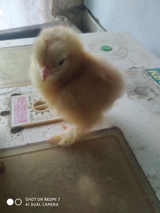 Яйця і курчата брами