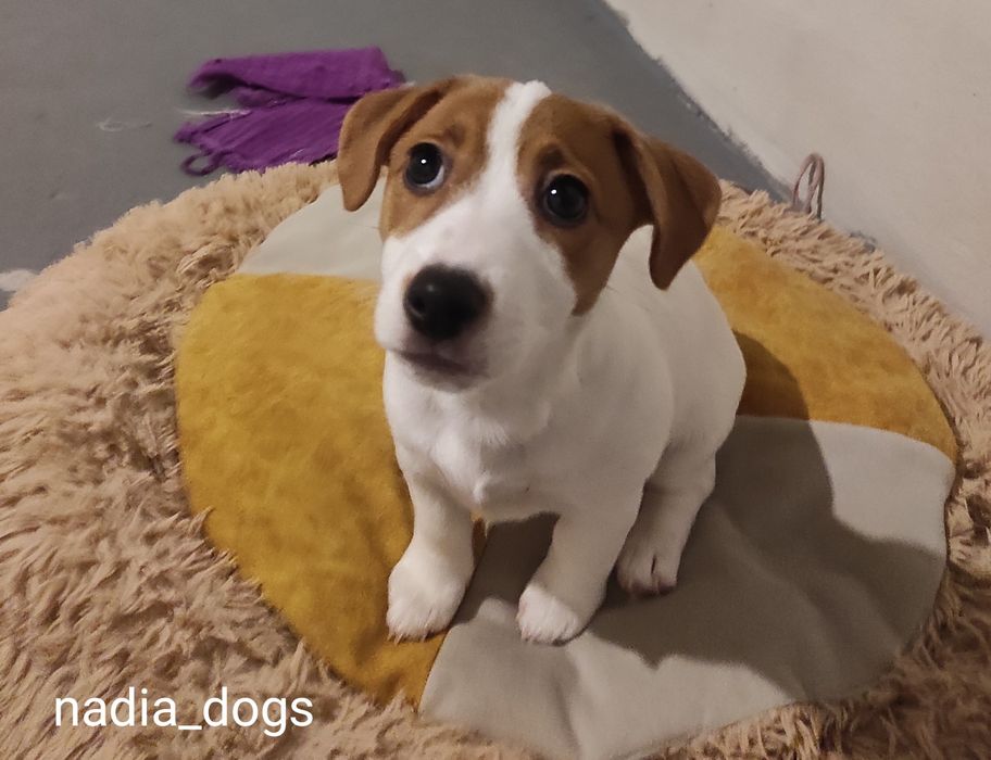 Дівчинка Джек Рассел тер'єр ККУ