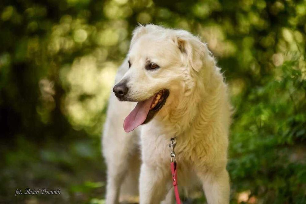 Lemon - piękny pies w typie owczarka podhalańskiego - szuka domu!