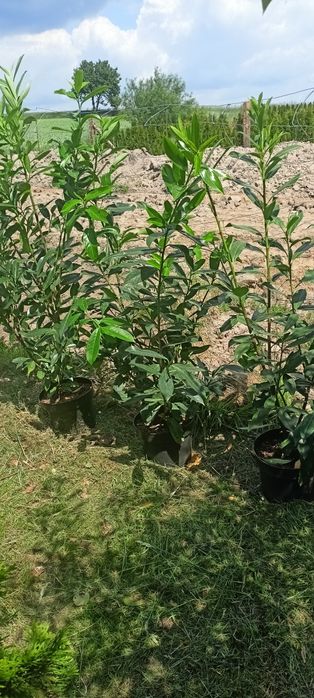 Tuja,tuje szmaragd 100 cm