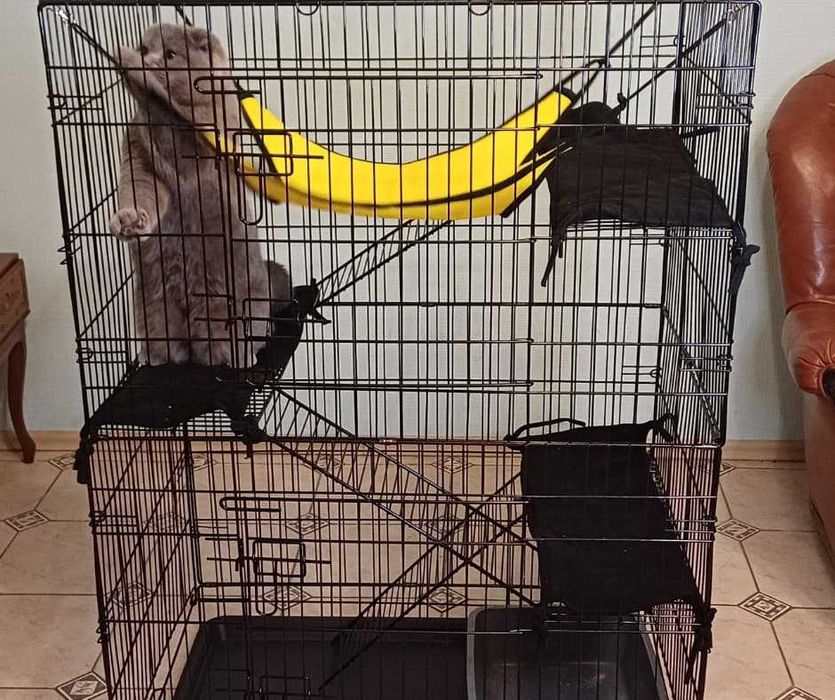 Комфортна перетримка котів у приватному секторі Голосієва