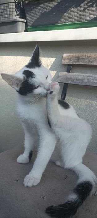 Remik i Romiś duet idealny