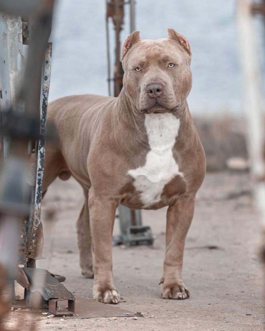 AMERICAN BULLY XL     syn Grand  Championa Logana