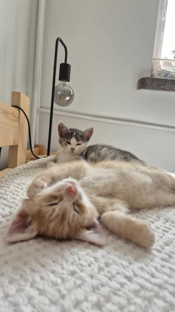 Rudo-biały,mały kotek,opiekuńczy kocurek z domu tymczas.ADOPCJA
