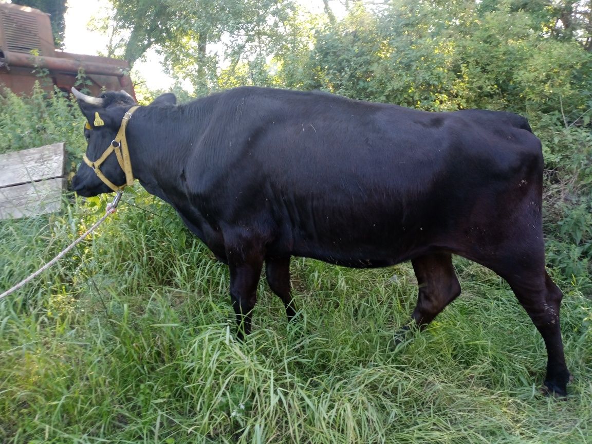 Jałówka angus x hf 2024