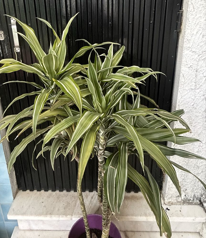 Planta de interior ou exterior