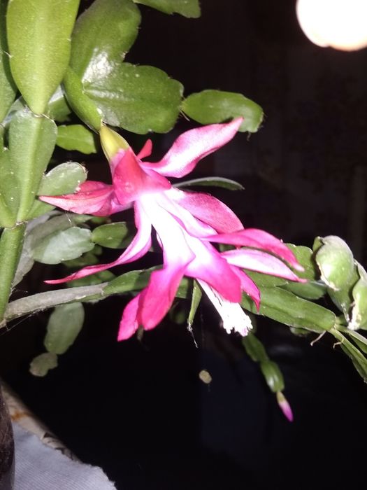 Алое,каланхое,рождественник,хойя,гастерия,валотта