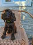 Cocker spaniel angielski sunia