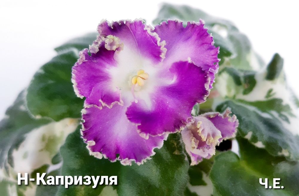 Вкорінені листочки фіалок напівміні/міні + с/з листи в подарунок