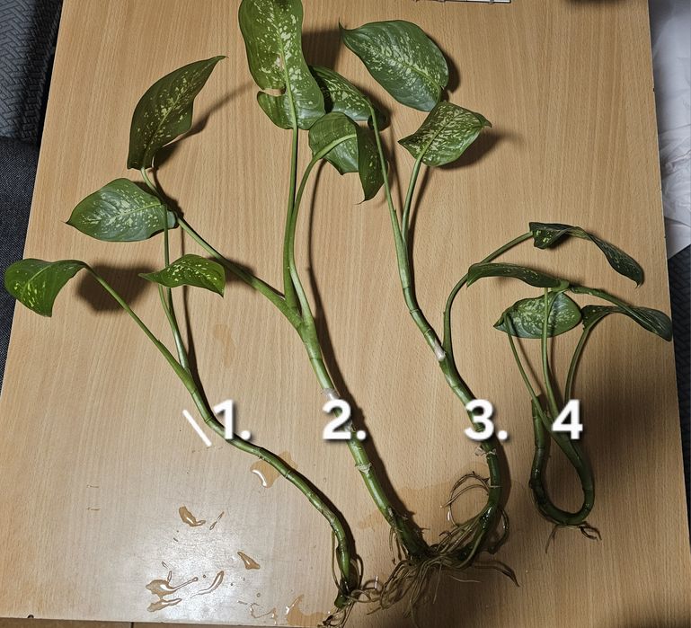 Szczepka difenbachii nr 3