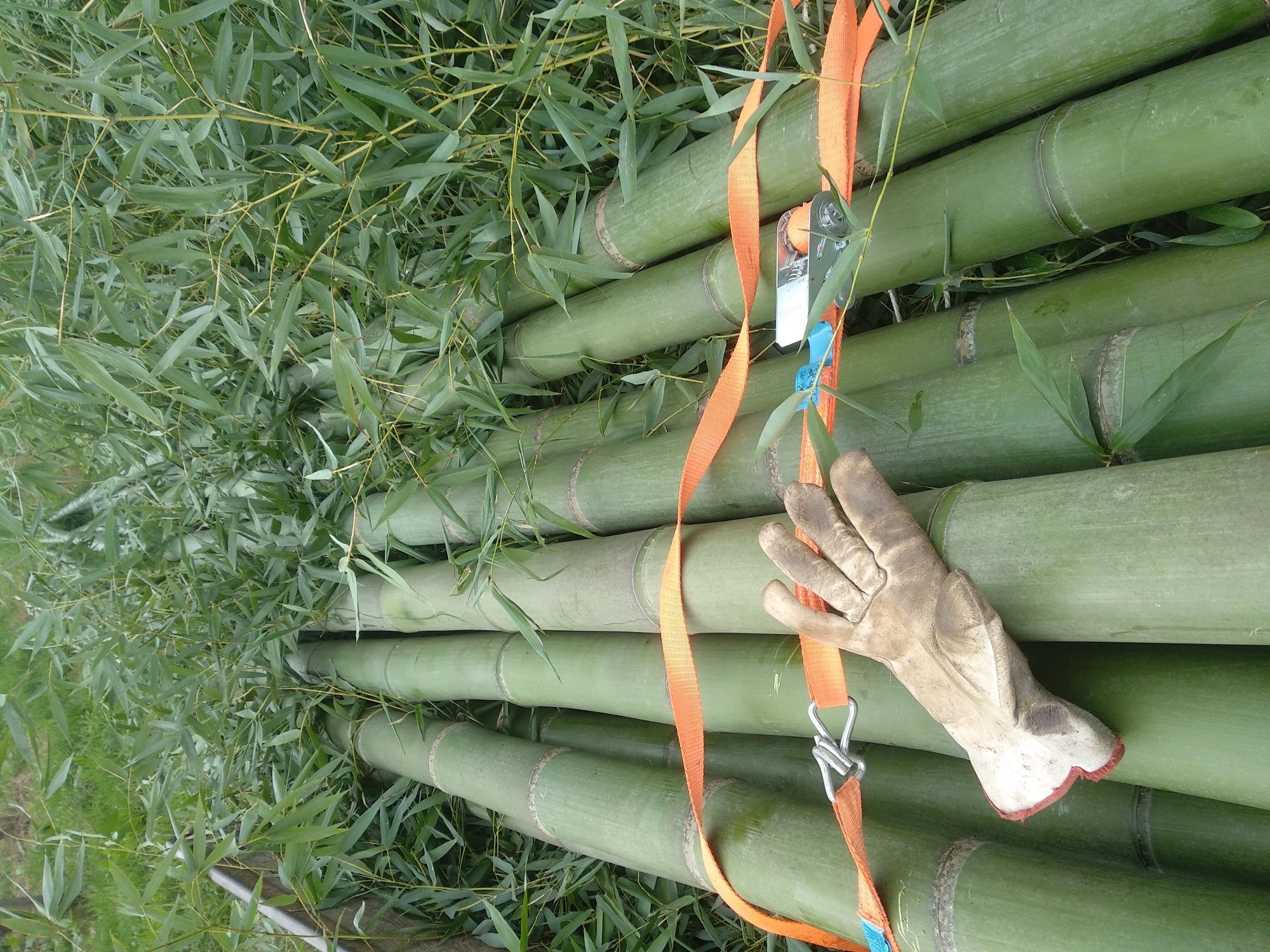 Canas de Bamboo ou Raízes em Vaso - Bambu c todos tamanhos ou alturas