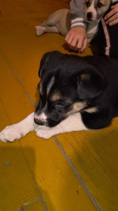 Oddam szczenięta! Matka mieszaniec labradora