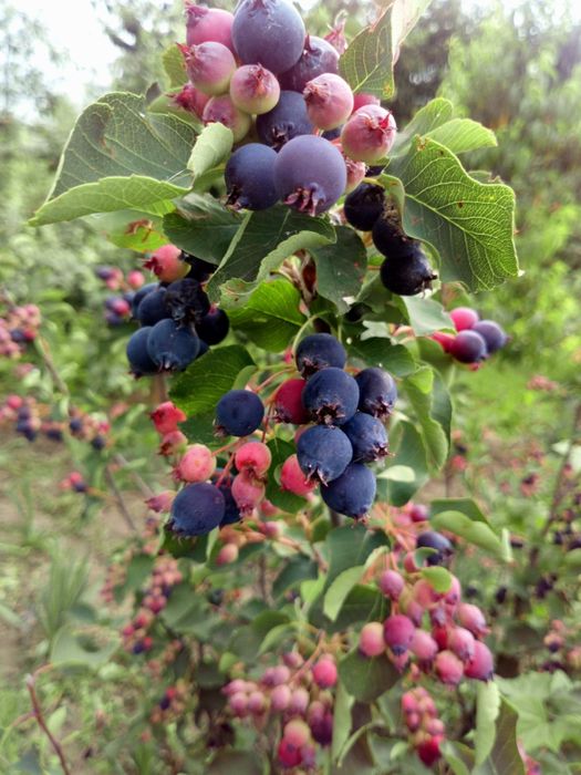 Саджанці ірги канадської