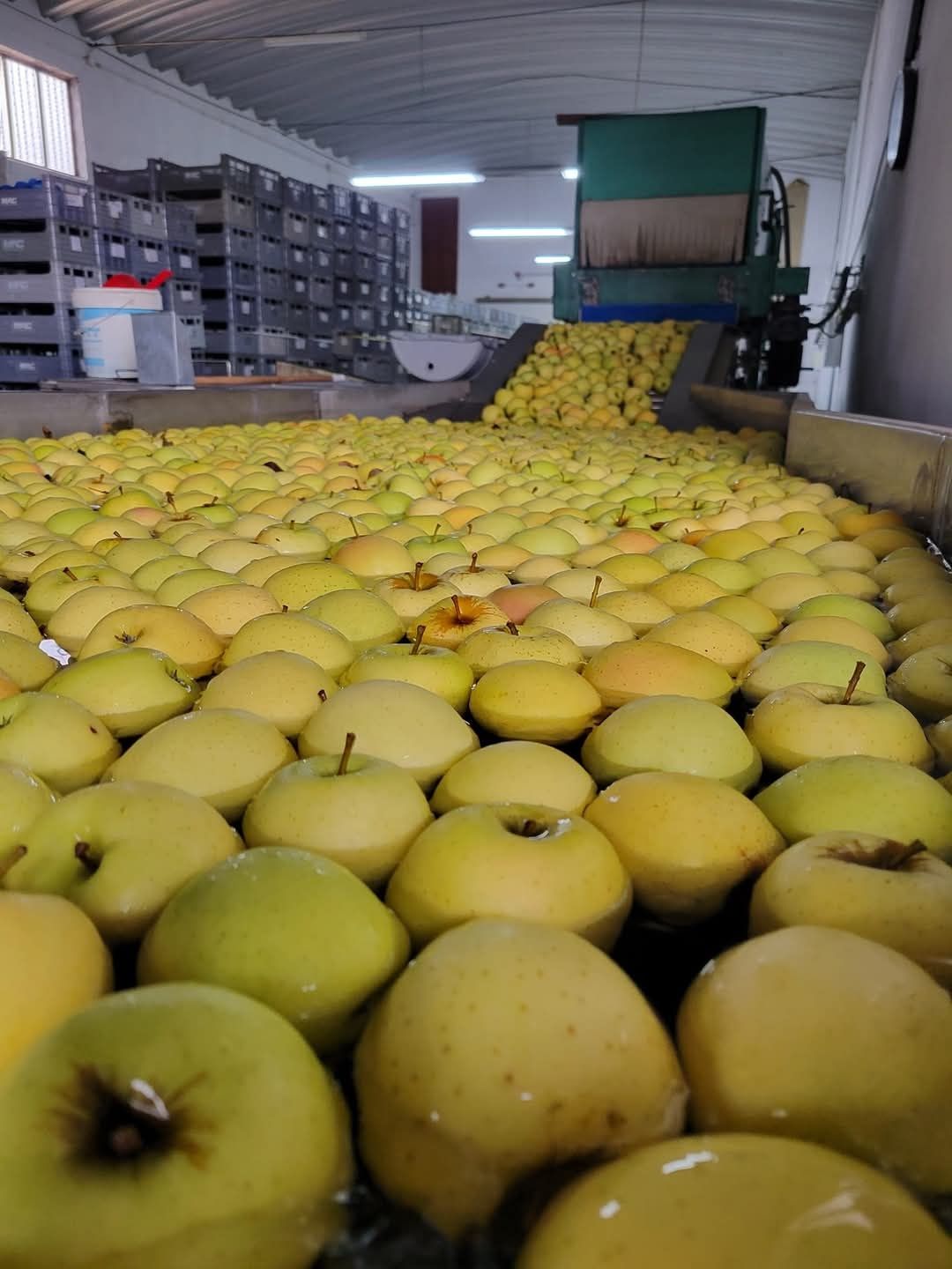 Calibrador de Fruta Electrónico (Greefa)