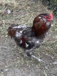 Kogut Araucana samiec alfa