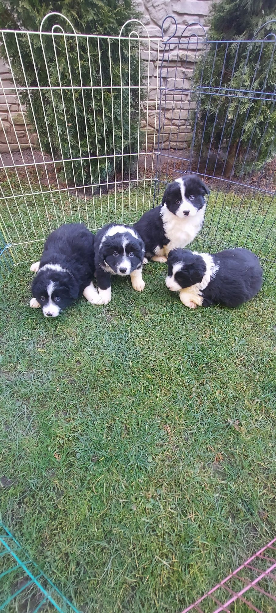 Border collie szczeniak!