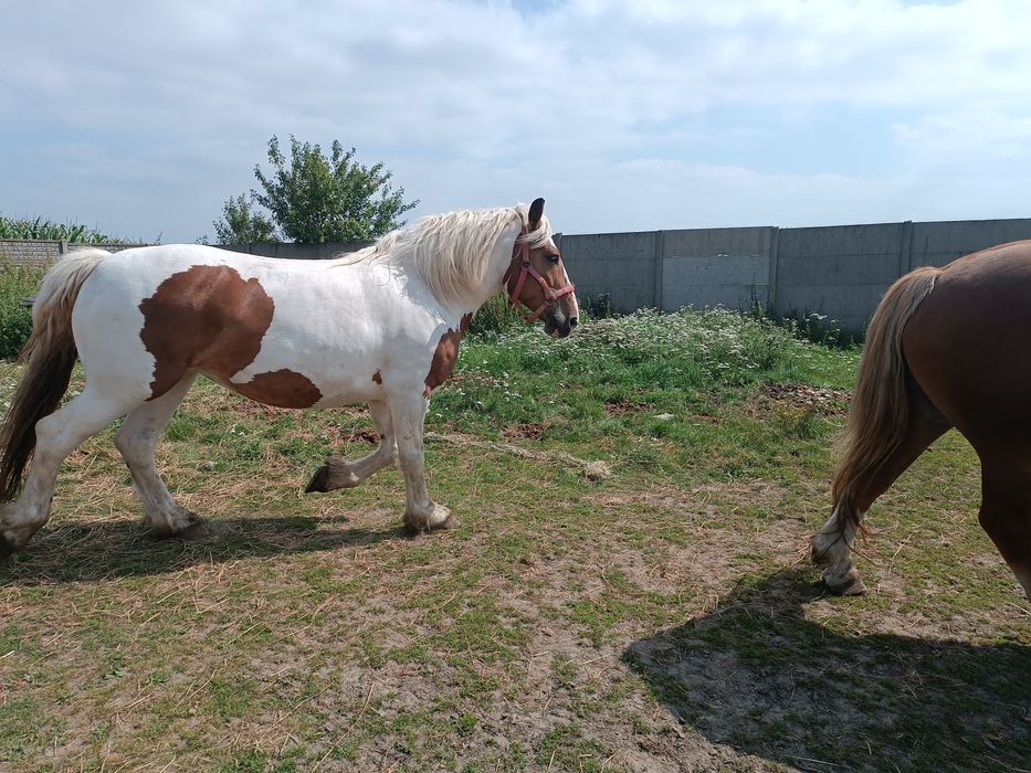 Koń klacz pogrobiony