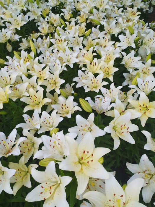 Луковицы лилии, лилия