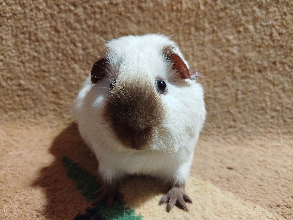 Морская свинка. Самец и самка. Калифорния.  6 месяцев.