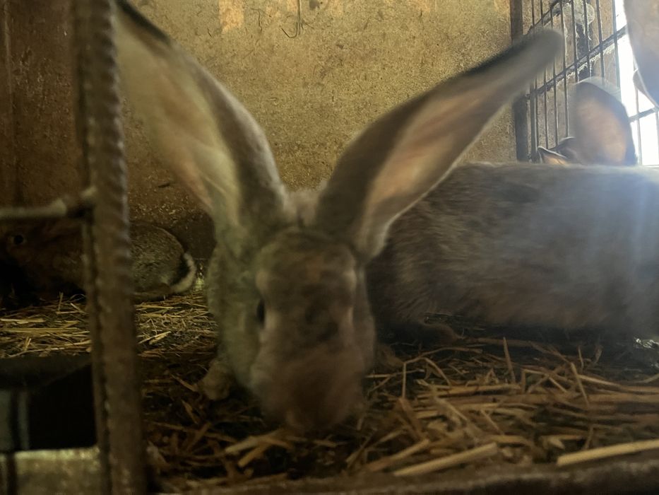 Kroliki belgijskie samce