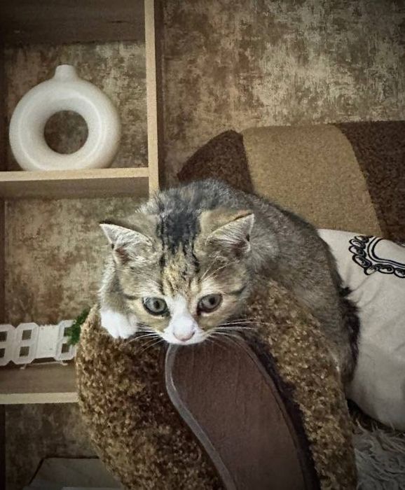 Кошеня ( віддаю у добрі руки)