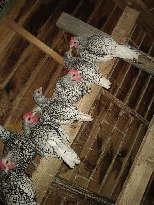 Koguty sebrytki tanio