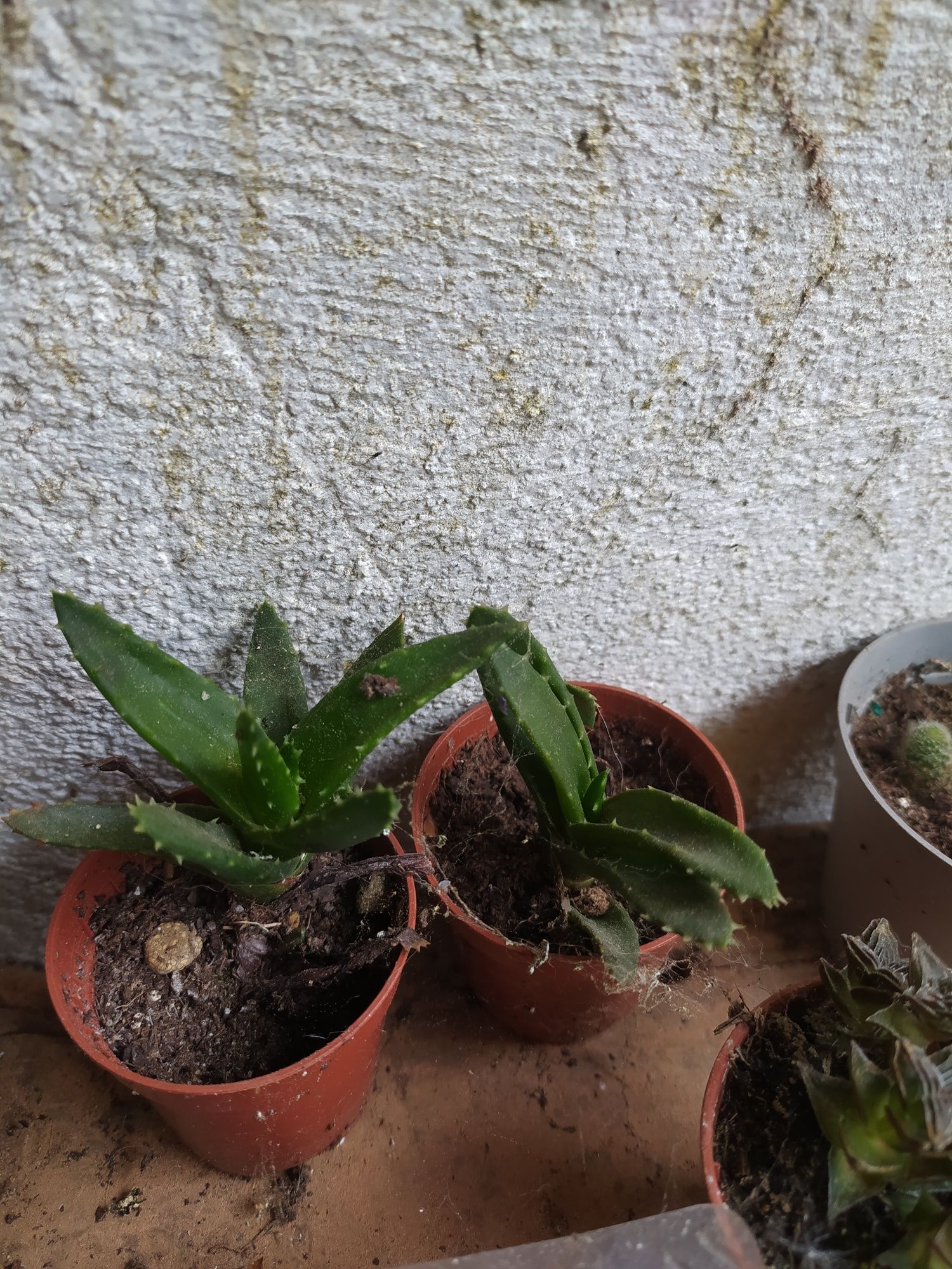 Aloe perfoliata suculenta
