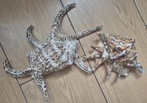 Ракушка мушля океанічна