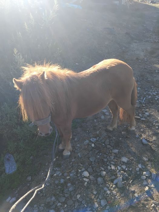 Vendo mini pônei Famea