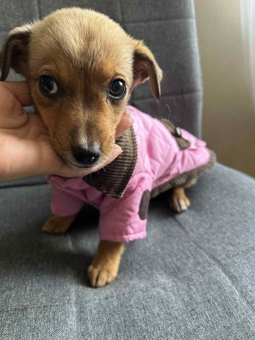 Дуже маленькі цуцики шукають дім(097)-881-54-43