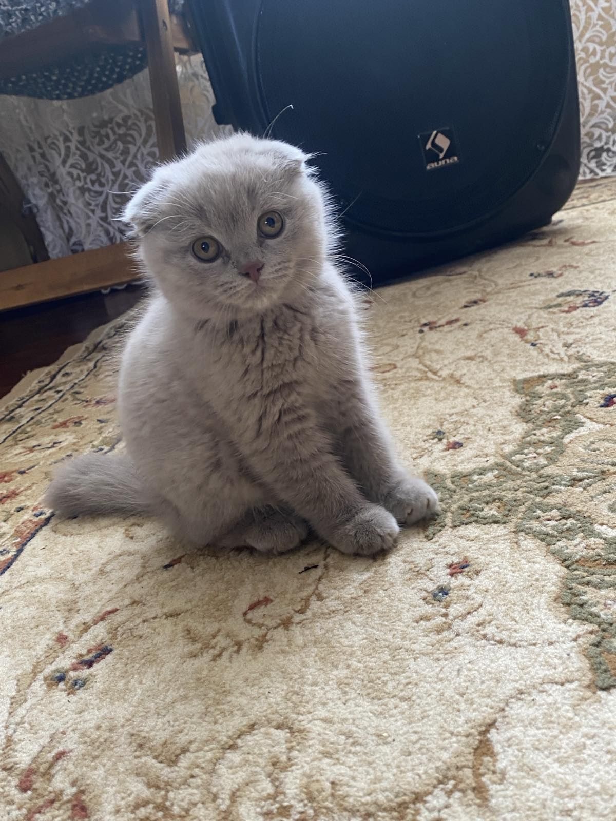Котики шотландські висловухи