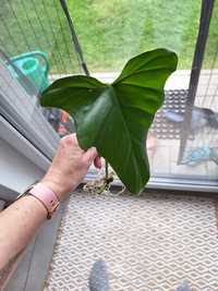 Philodendron green dragon filodendro