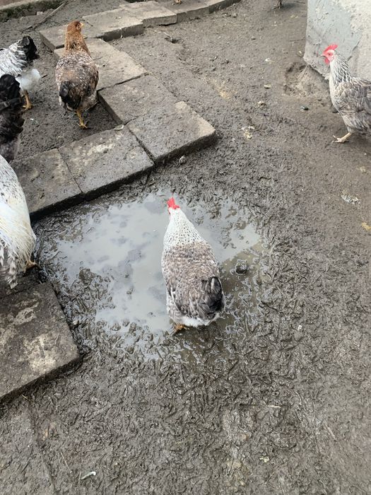 Продам кури бірківська барвиста.