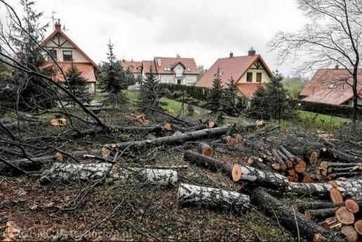 Wycinka Drzew Karczowanie Sprzątanie Działek Wywóz Gałęzi Radom
