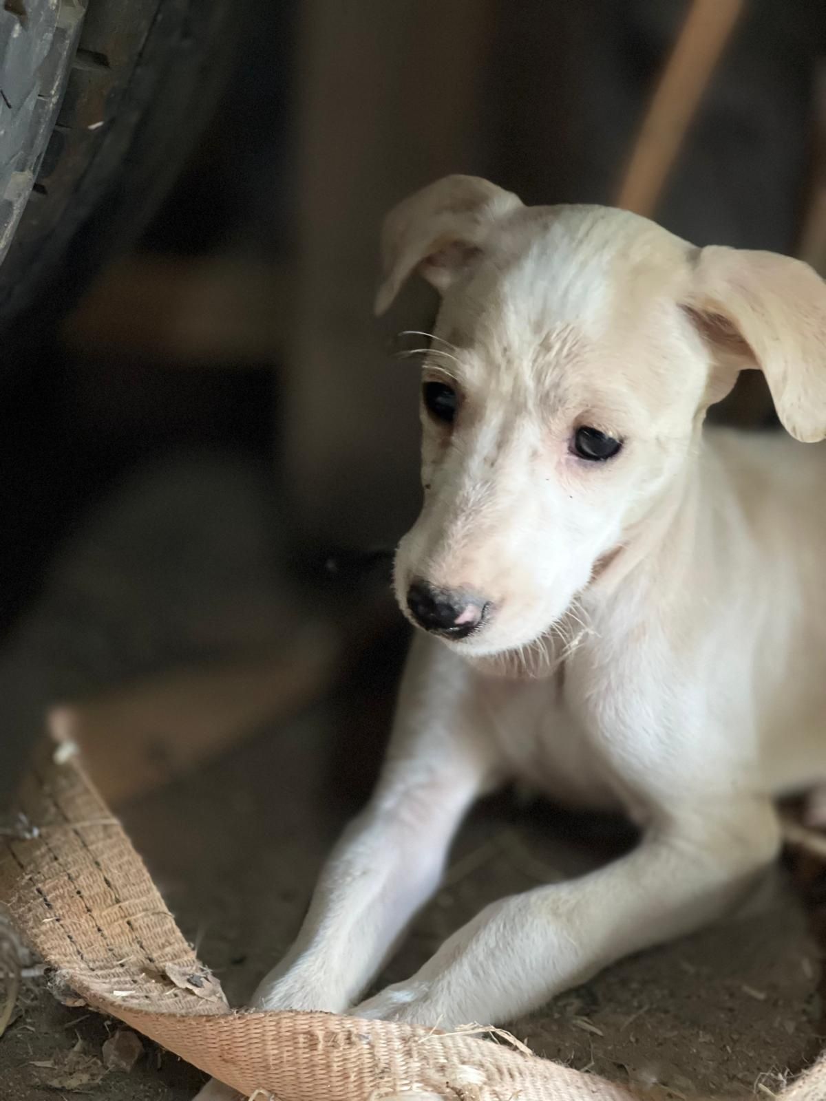 Cães Galgos espanhol