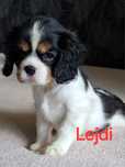 Cavalier King Charles Spaniel sunia