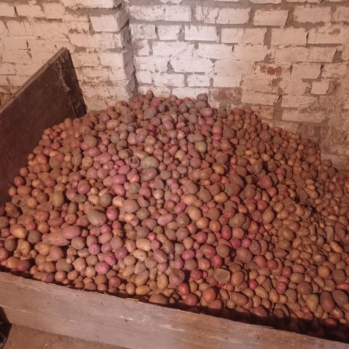 Картошка кормова