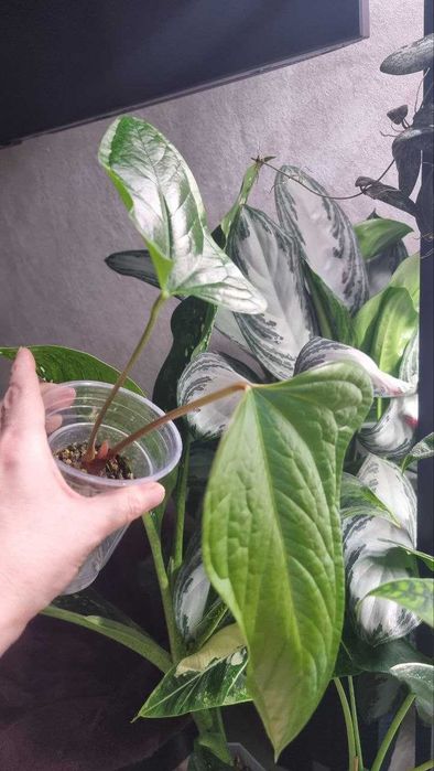 Антуріум Green Crocodile (Anthurium moronense x luxurians)