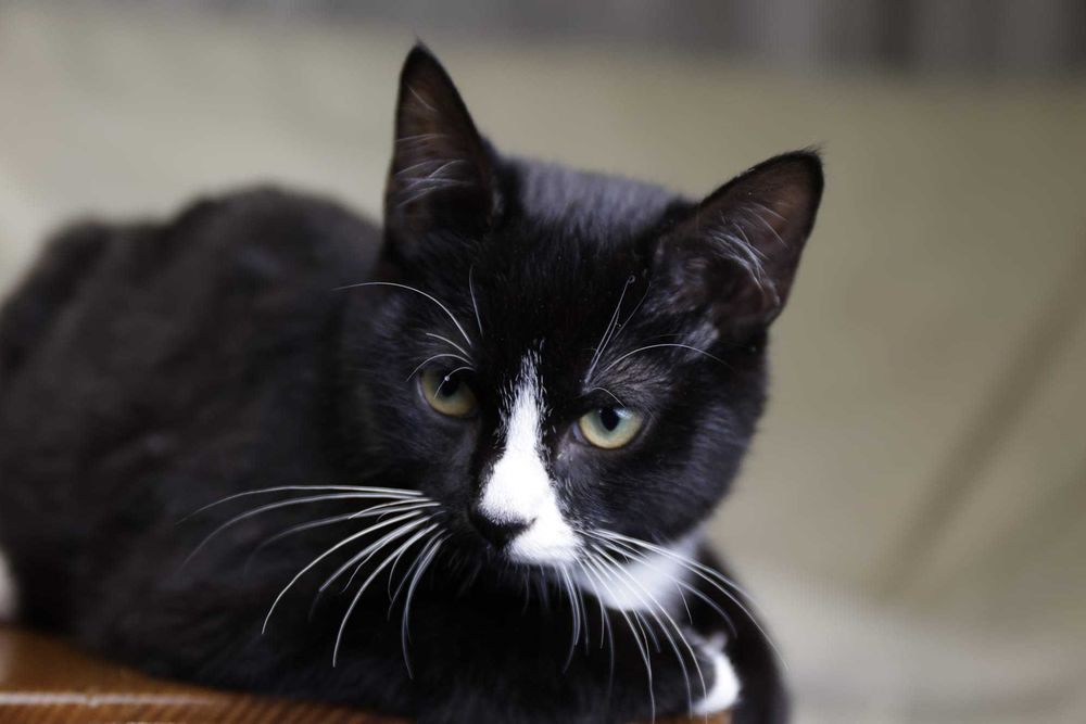 Gatinho para adoção