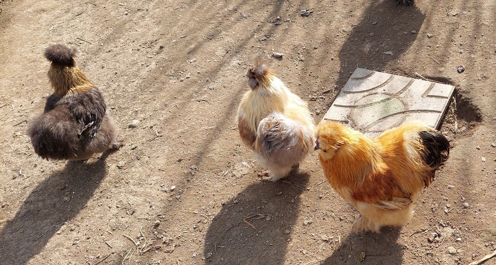 Vendo ovos galados de galinha Sedosa do Japão
