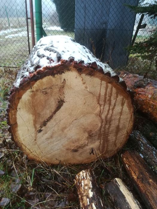 Sprzedam dęba w klocu średnica 80cm