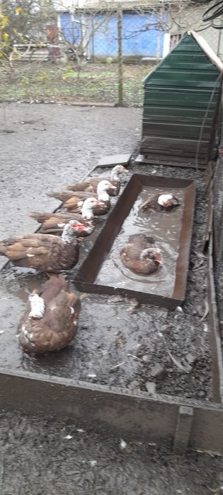 Продам мускусных уток