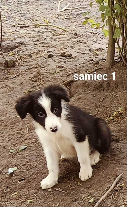 Border collie samiec